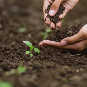Potting Soil