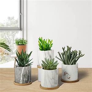 Succulents Plants