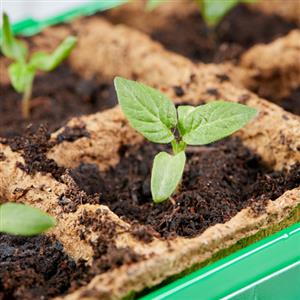 Month Wise Gardening
