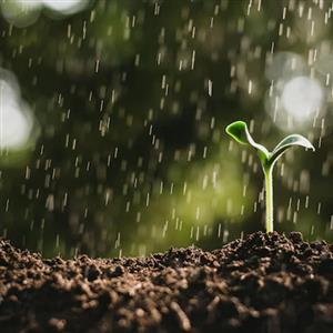 Rainy Sowing Seeds
