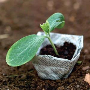 Easy to Grow Seeds