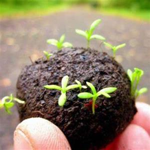 Seed Balls