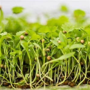 Microgreen Seeds
