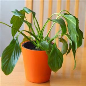 Drooping Plants