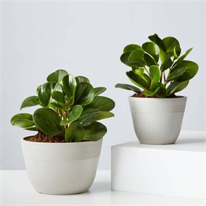 Baby Plants 6cm - 20cm