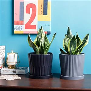Medium plants 20cm - 60cm