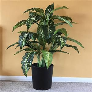 Large plants 60cm - 100cm