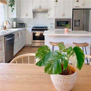 Kitchen Plants