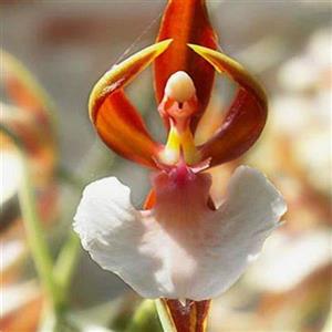 Rare Plants