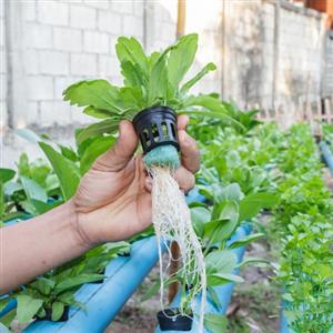 Hydroculture Plants