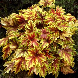 Shade Plants