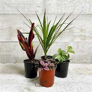 Outdoor Plant Pack