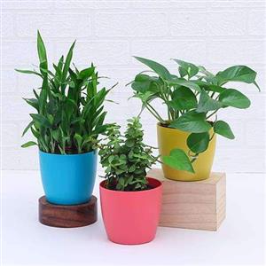 Lucky Plant Pack