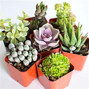 Cactus and Succulent Pack