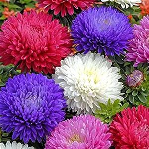 Flower Seeds (Imported / Hybrid)