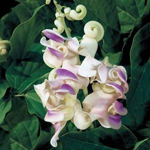 Fragrant Flower Seeds