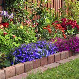 Seeds for Flower Bed