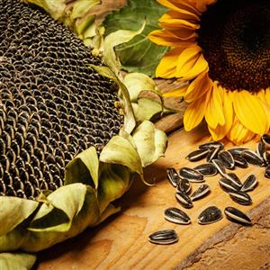Flower Seeds Can be Grown in Pots