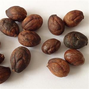 Palm Seeds