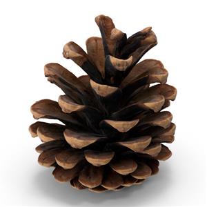 Conifer Seeds