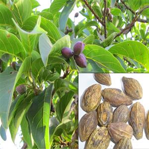 Medicinal Forestry Seeds