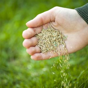 Grass Seeds
