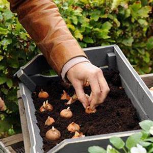 Rainy Sowing Flower Bulbs