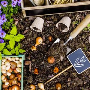 Flower Bulbs Garden Kits