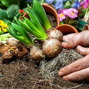 Easy To Grow Flower Bulbs