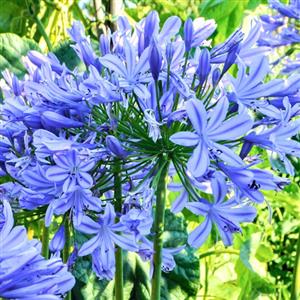 Blue Flower Bulbs