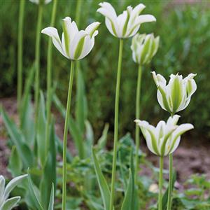Green Flower Bulbs