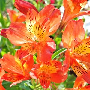 Orange Color Flower Bulbs