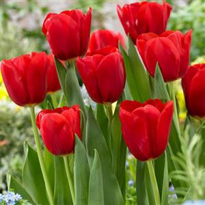 Red Flower Bulbs