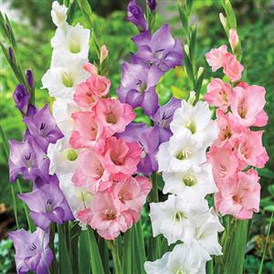 Mix Color Flower Bulbs