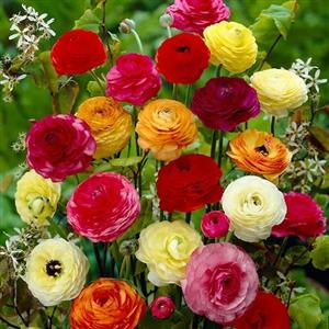 Ranunculus Flower Bulbs