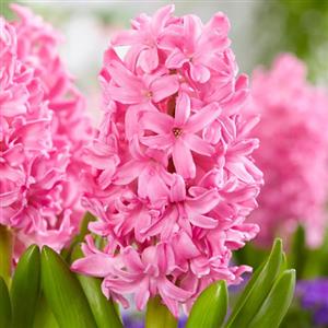 Hyacinth Flower Bulbs