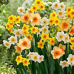 Daffodil Flower Bulbs