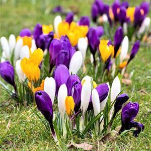 Crocus Flower Bulbs