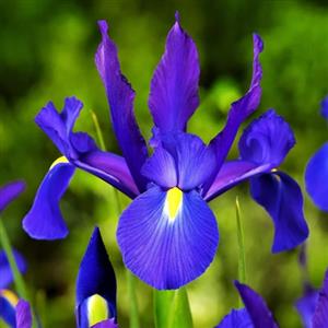 Iris Flower Bulbs