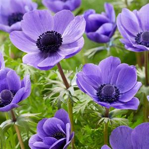Anemone Flower Bulbs