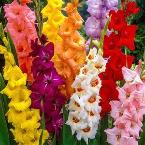 Gladiolus Flower Bulbs