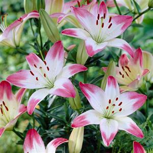 Asiatic Lilies Flower Bulbs