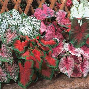 Caladium Flower Bulbs