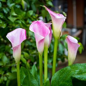 Calla Lily Flower Bulbs