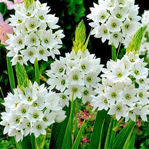 Chincherinchee Flower Bulbs