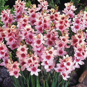 Ixia Flower Bulbs