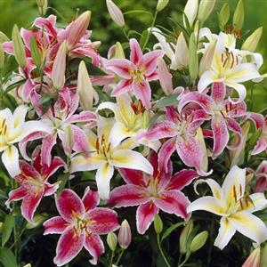 Oriental Lilies Flower Bulbs
