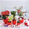 VALENTINE WEEK GIFT COMBO  