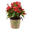  EUPHORBIA (RED) - SUCCULENT PLANT  