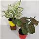 PACK OF 2 INDOOR PLANTS 
